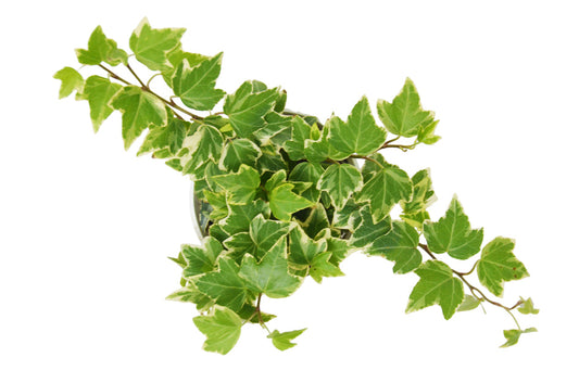 English Ivy - Eva + FREE Care Guide Green Memento