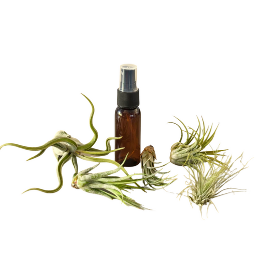 Variety - Air Plant Pack w/ Spray Bottle Green Memento