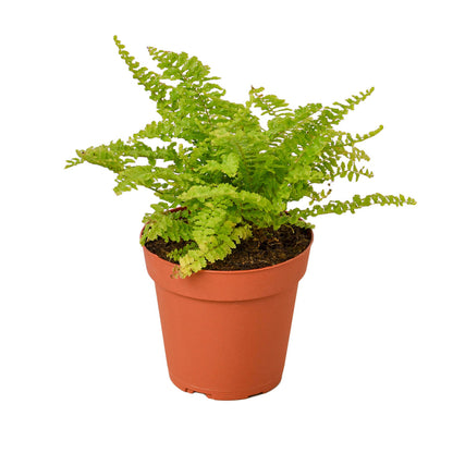 Fern - Cotton Candy Green Memento