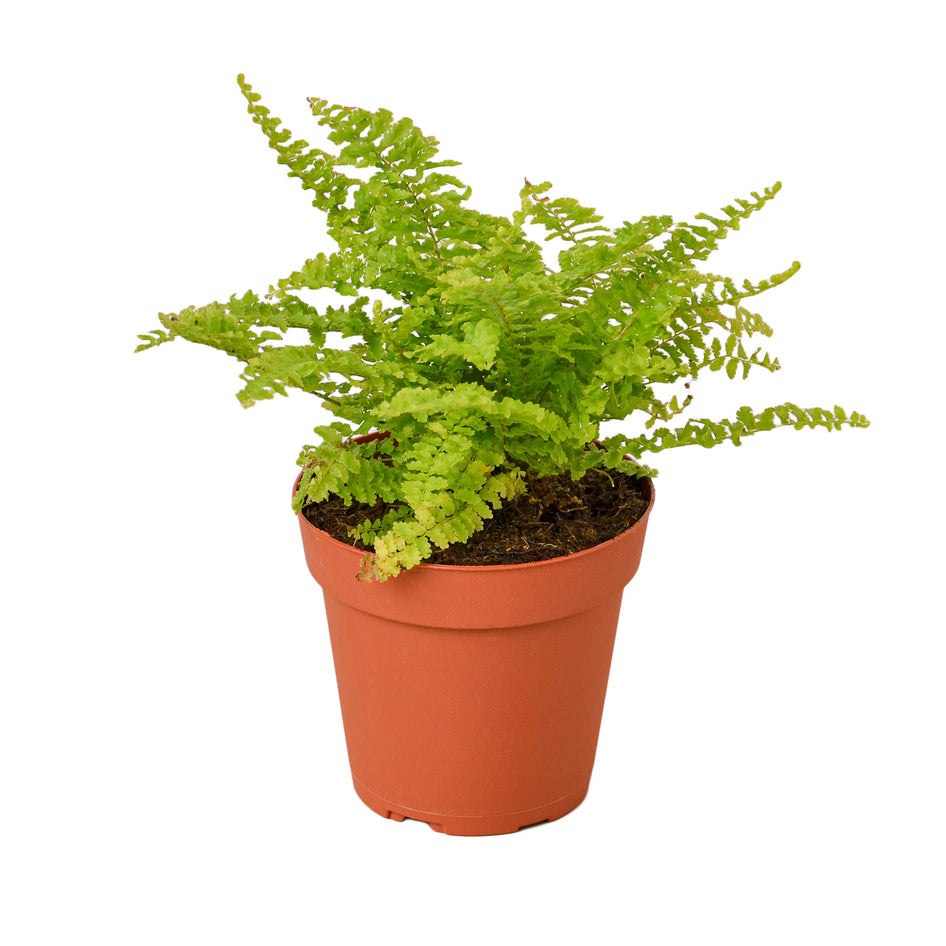 Fern - Cotton Candy Green Memento