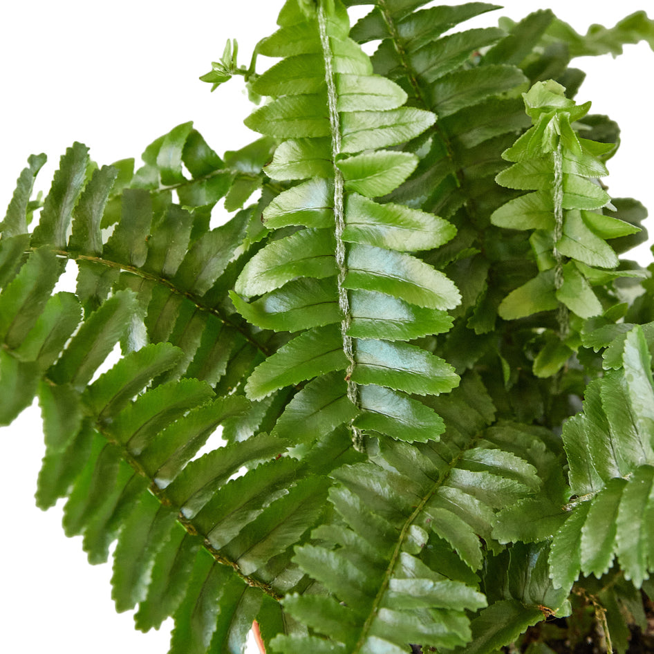 4" Air Purifying Plant Bundle (Copy) Green Memento