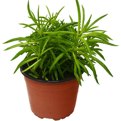 Peperomia - Green Bean Green Memento