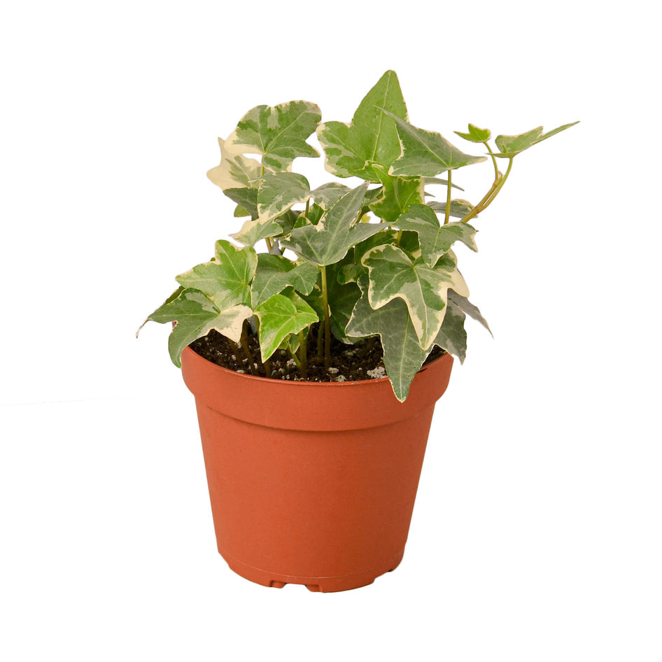 English Ivy - Glacier Green Memento