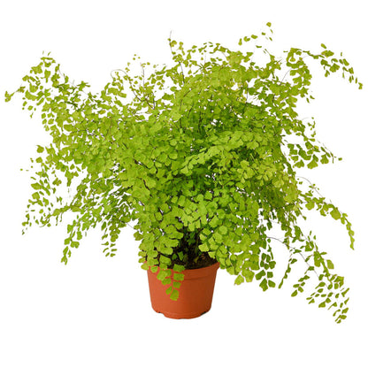 Fern - Maidenhair Green Memento