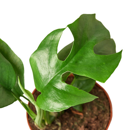 Monstera - Mini Minima Green Memento